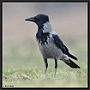 Bonte Kraai, Hooded Crow, Corvus cornix Location: Hungary bonte kraai D2 7934 kopie